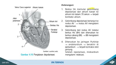 Nod AV dan SA: Sistem Elektrik Jantung